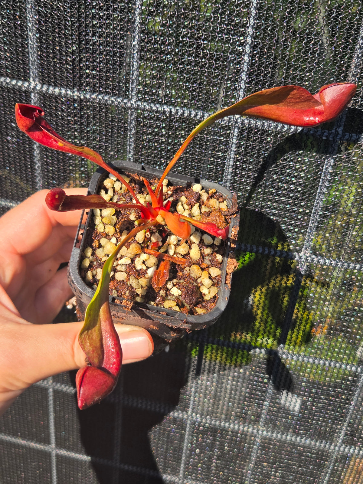 Sarracenia x Courtii