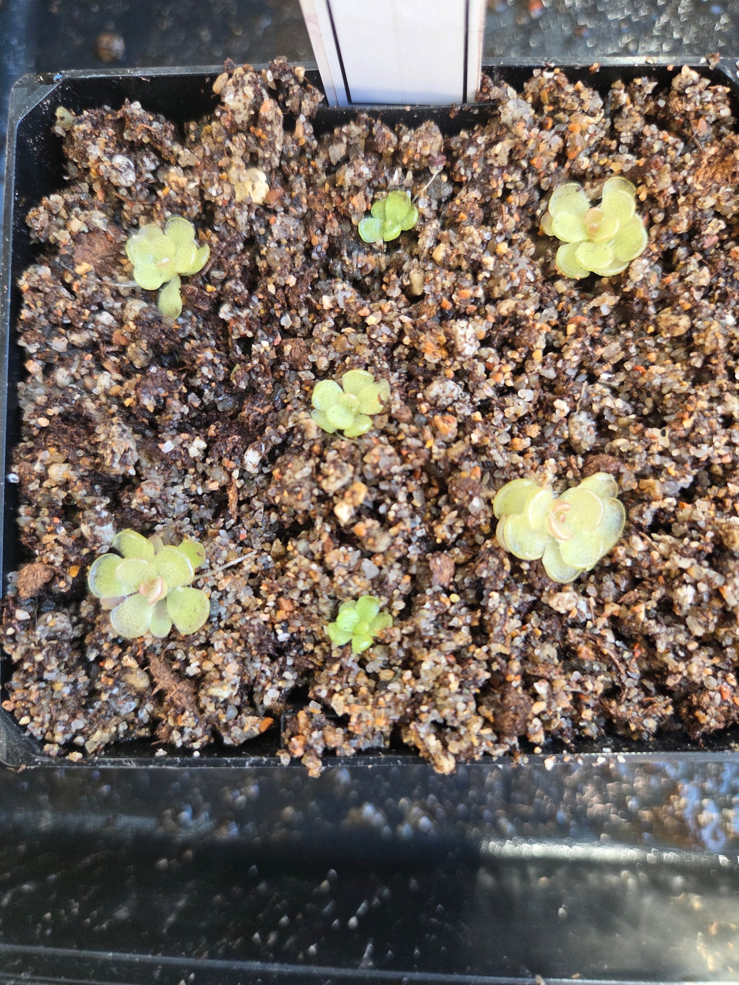 Pinguicula kondoi (Medium)