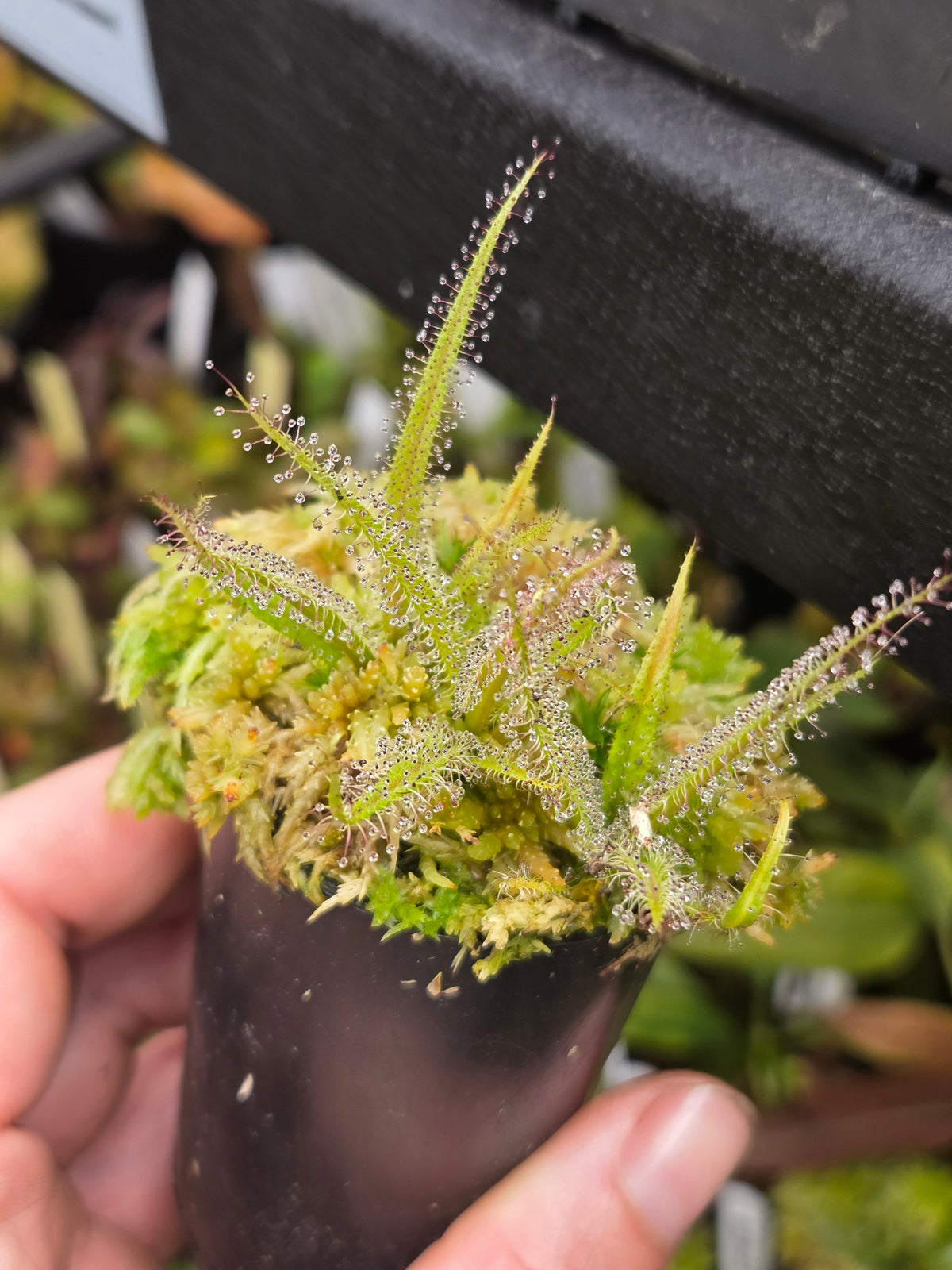 Drosera regia (3 growth points)
