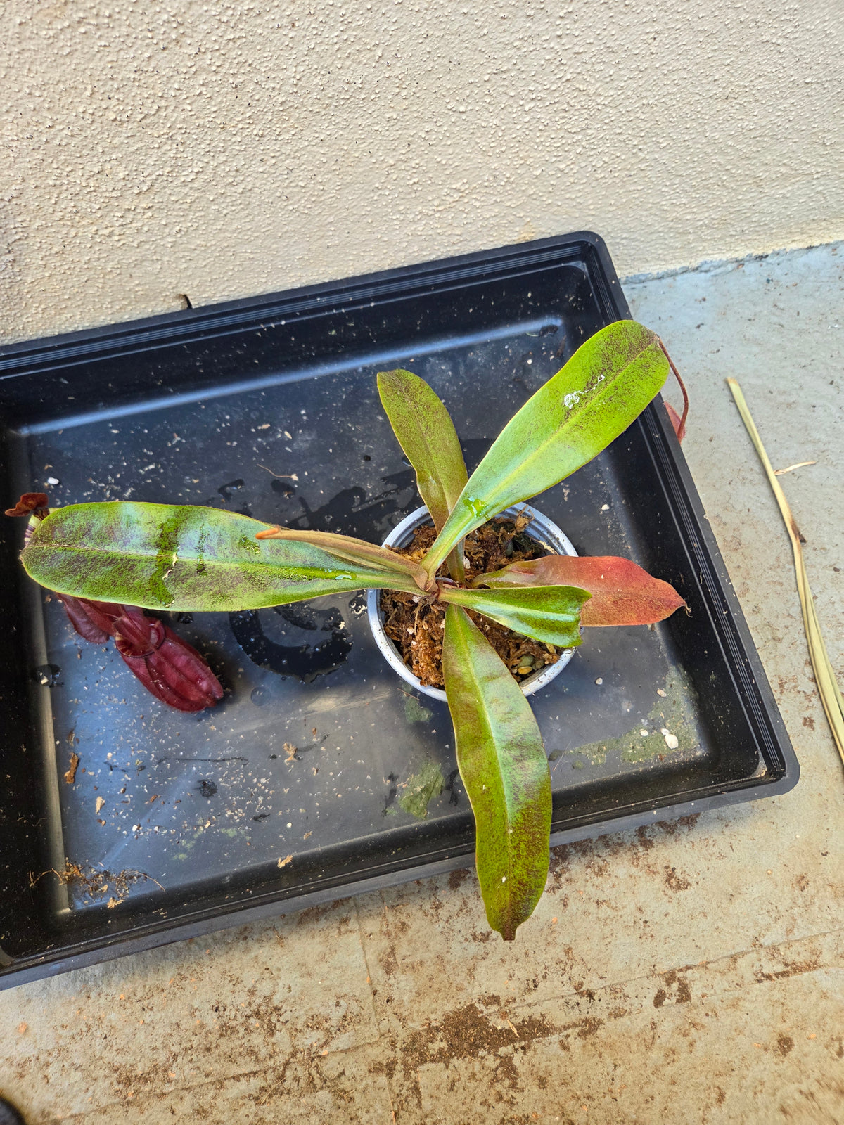 Nepenthes (viking x rafflesiana) x ampullaria (Medium)