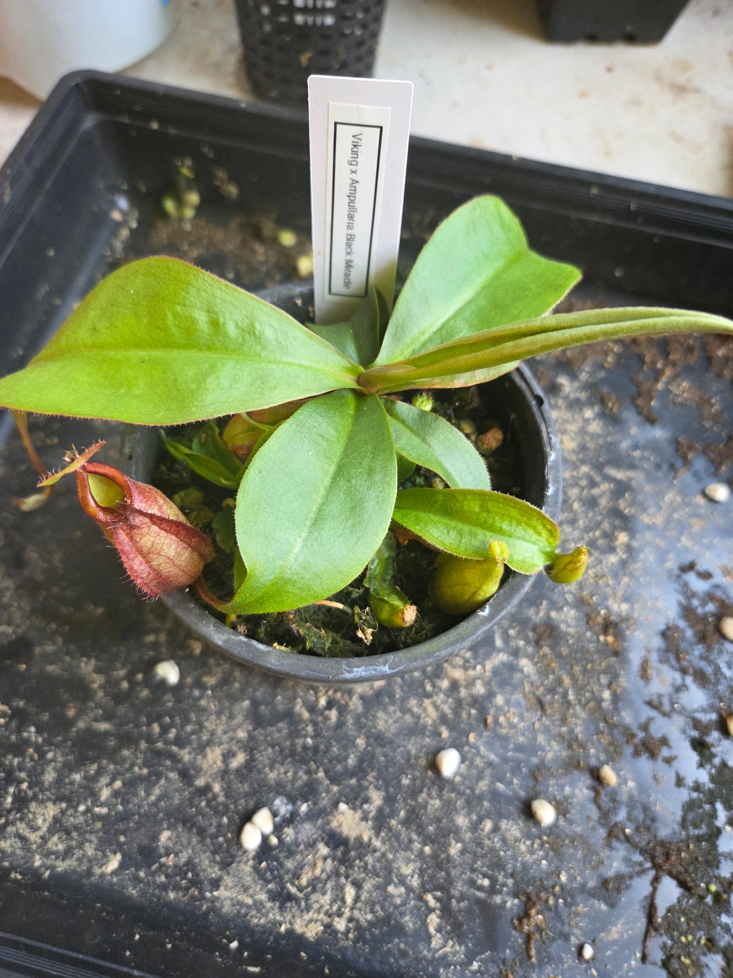 Nepenthes viking x ampullaria BM