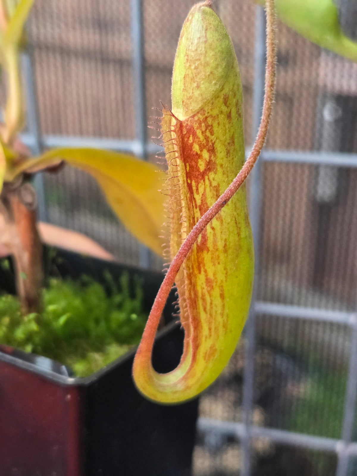 Nepenthes mixta x maxima