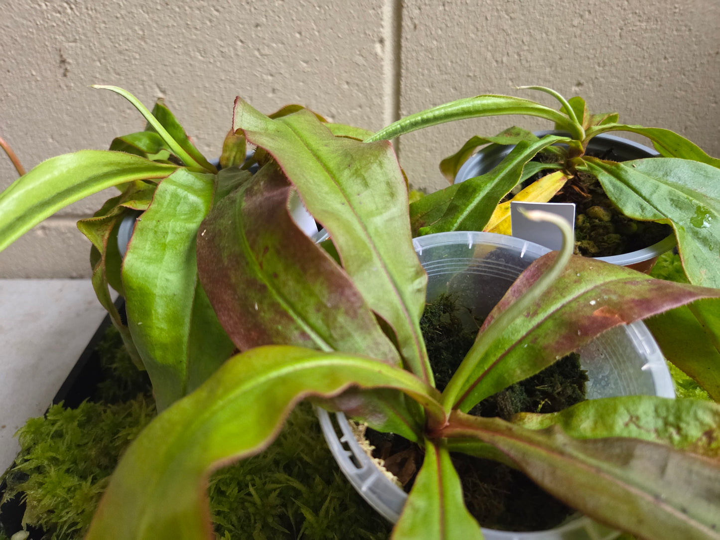 Nepenthes mirabilis x boschiana