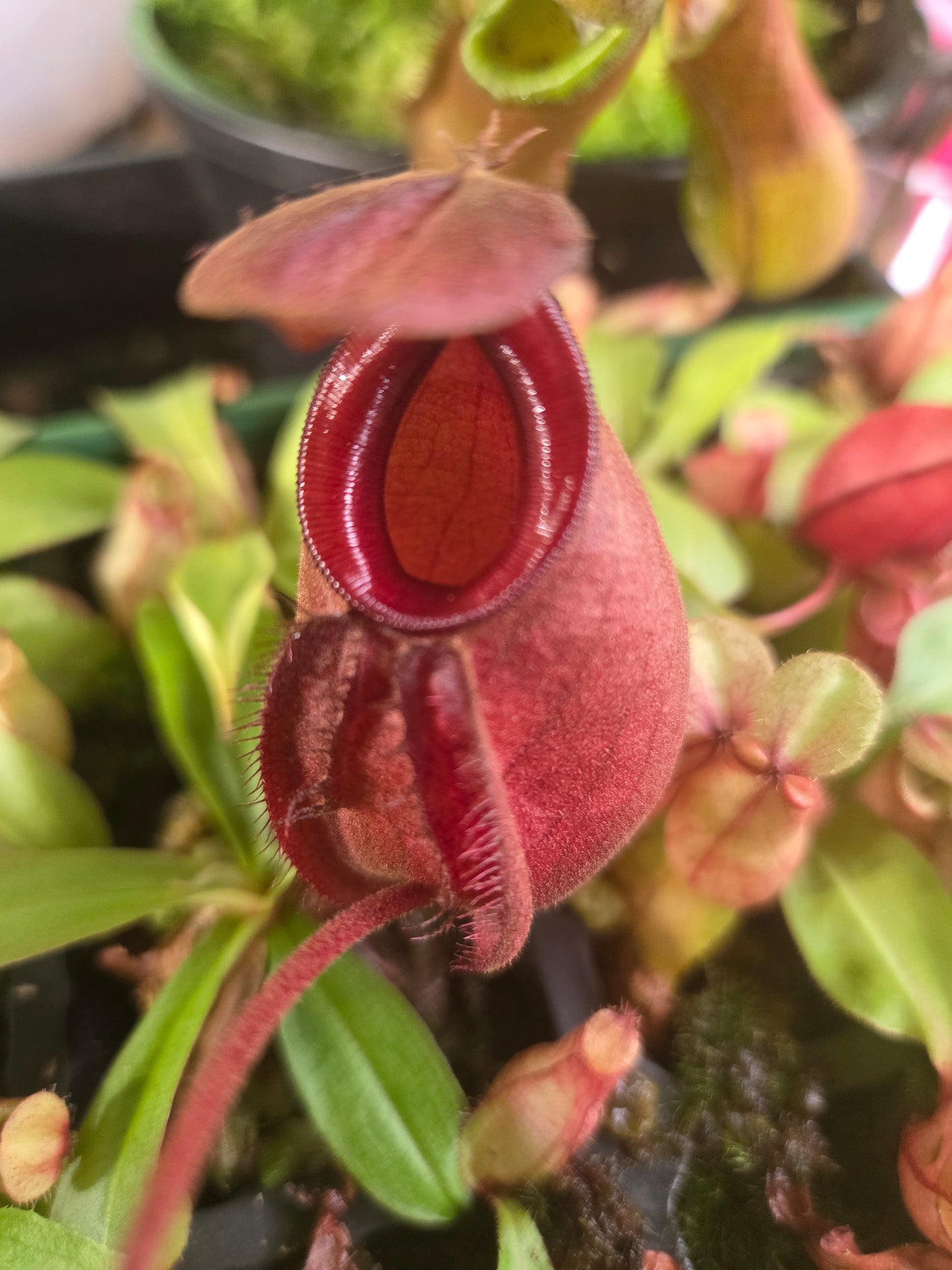 Nepenthes viking x ampullaria 'Black Miracle' - Small