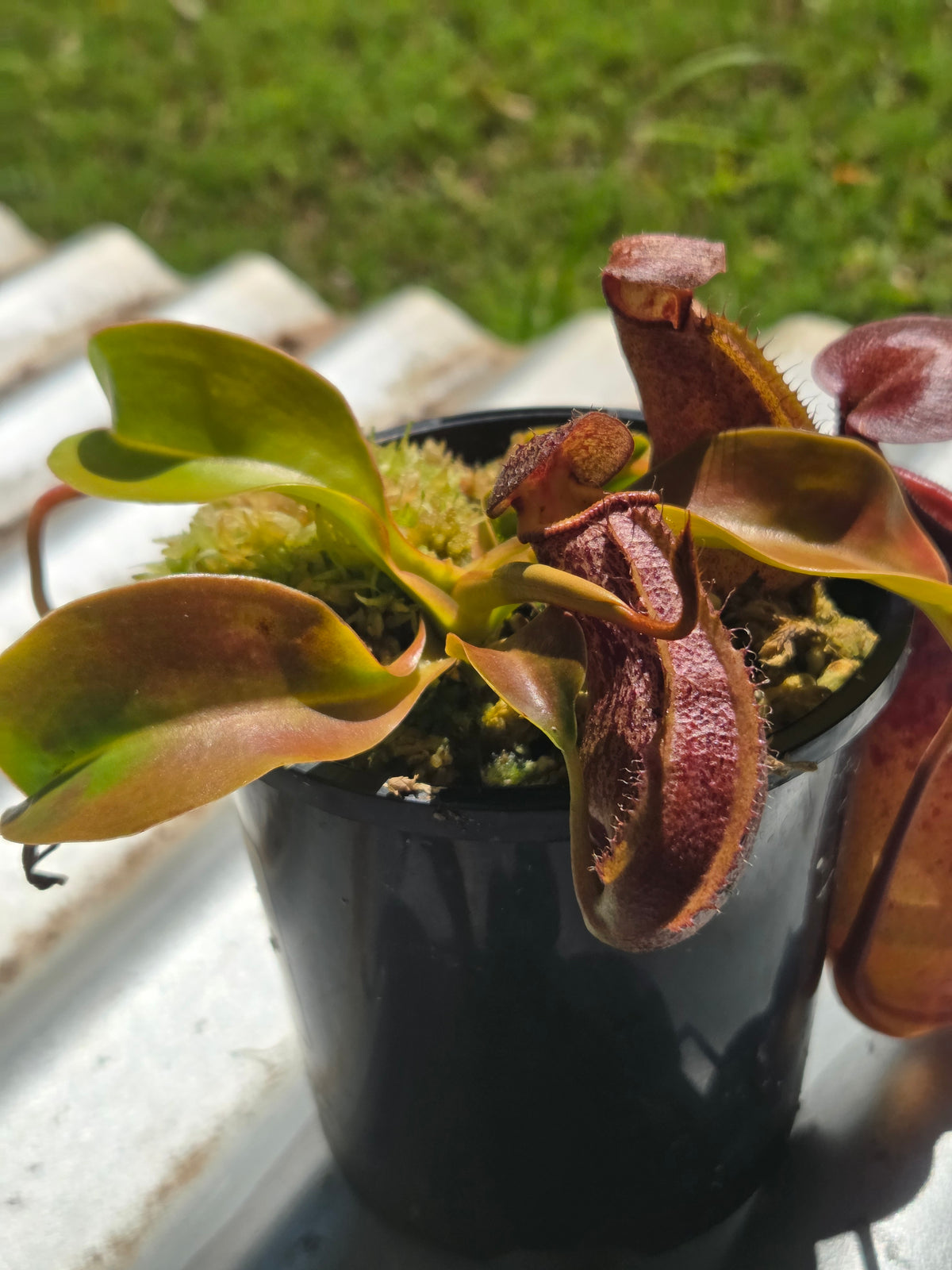 Nepenthes 'Queen Malani'