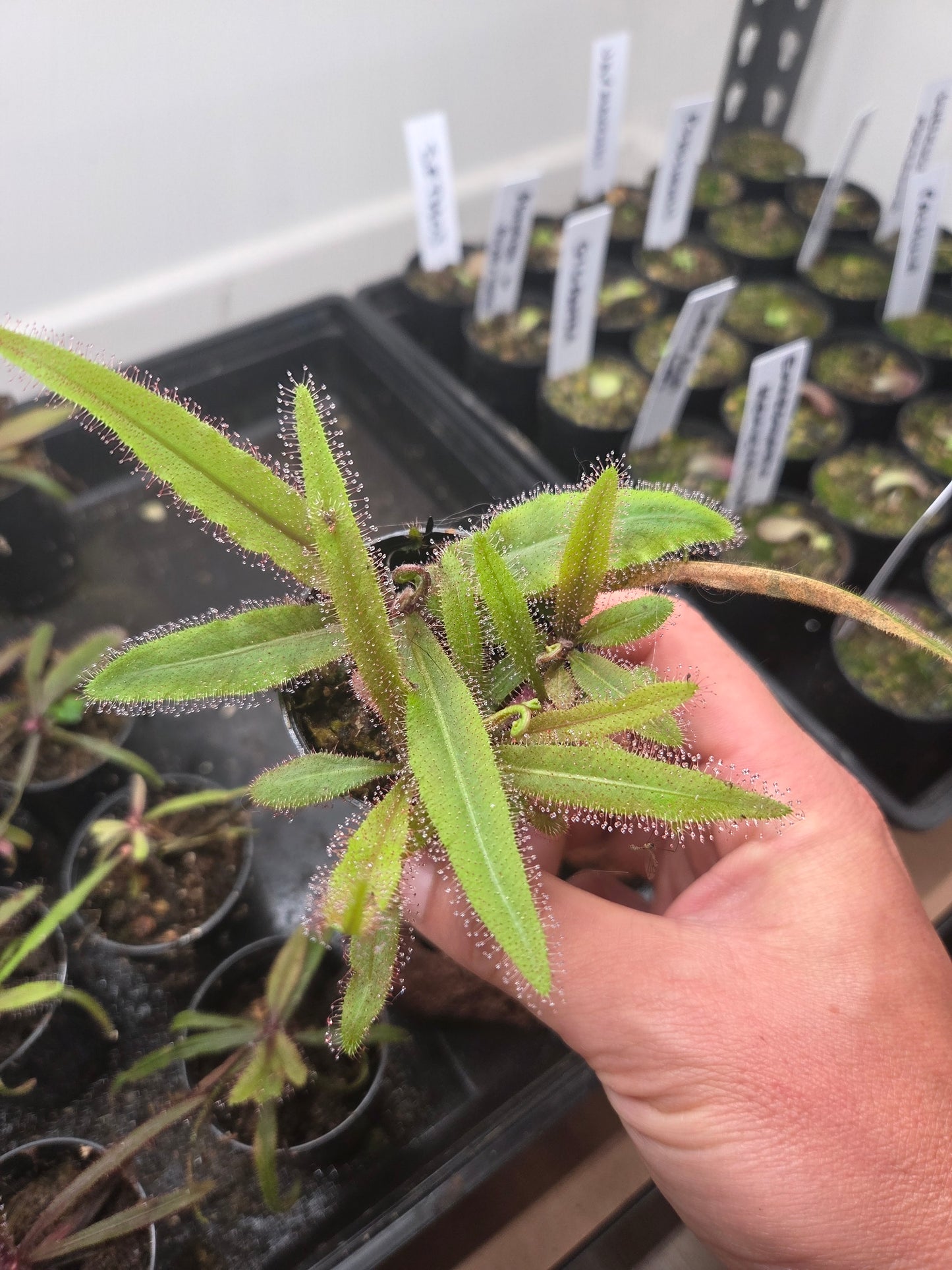 Drosera adelae