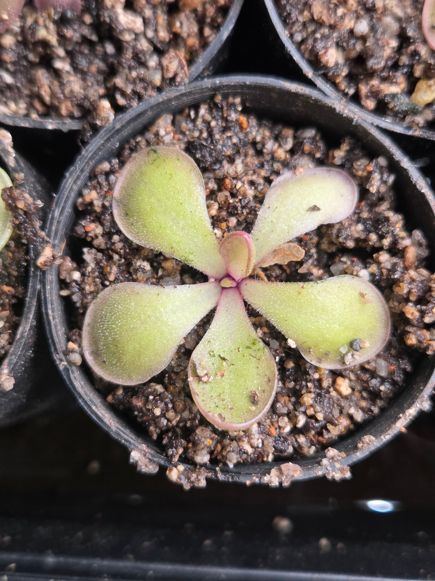Pinguicula rectifolia (Medium)