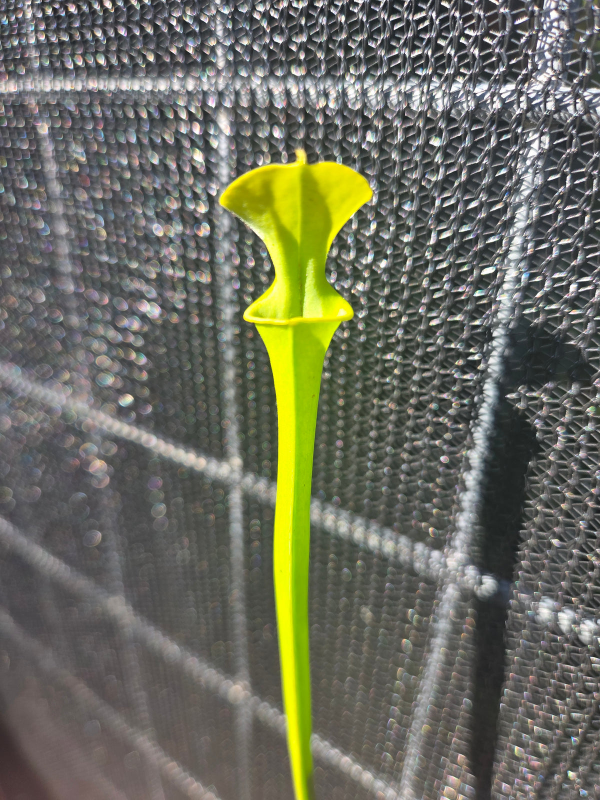 Sarracenia flava