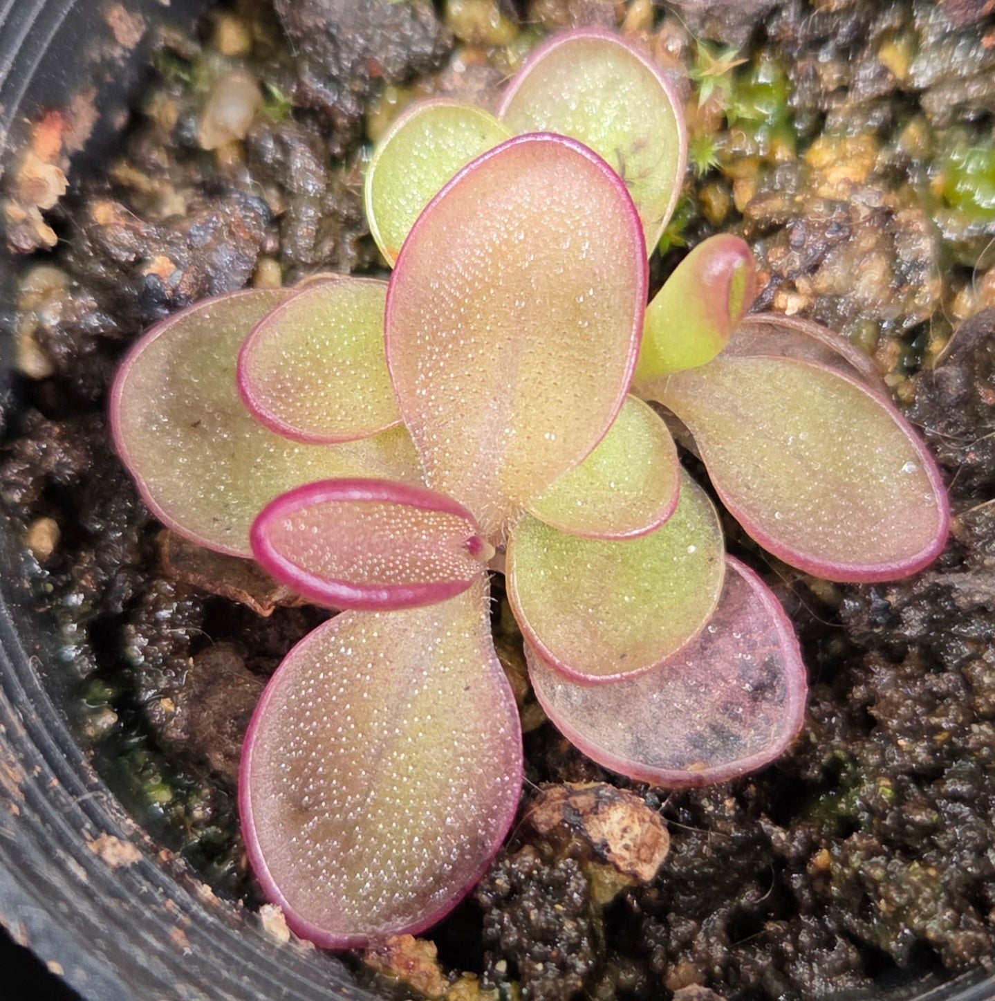 Pinguicula laueana