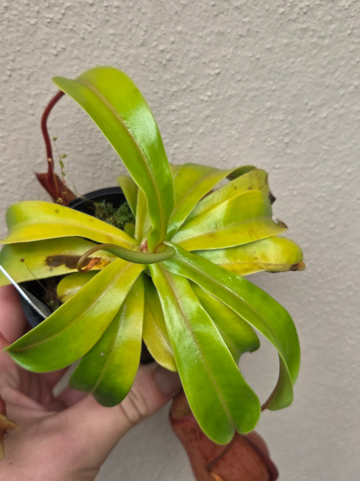 Nepenthes ventricosa 'Red'