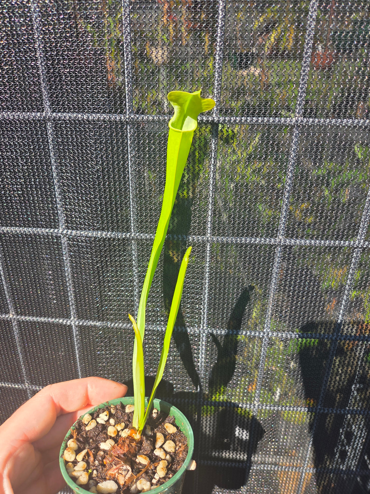 Sarracenia alata