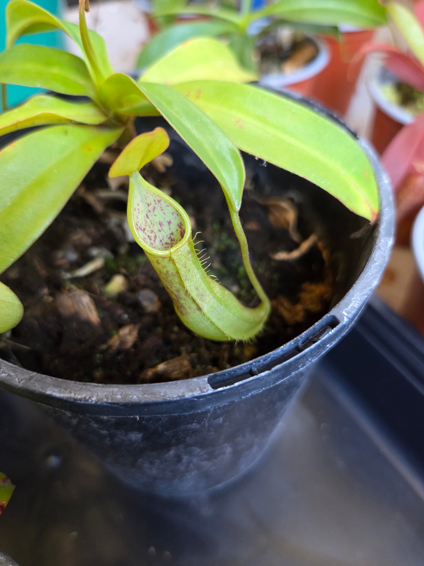 Nepenthes 'Louisa'