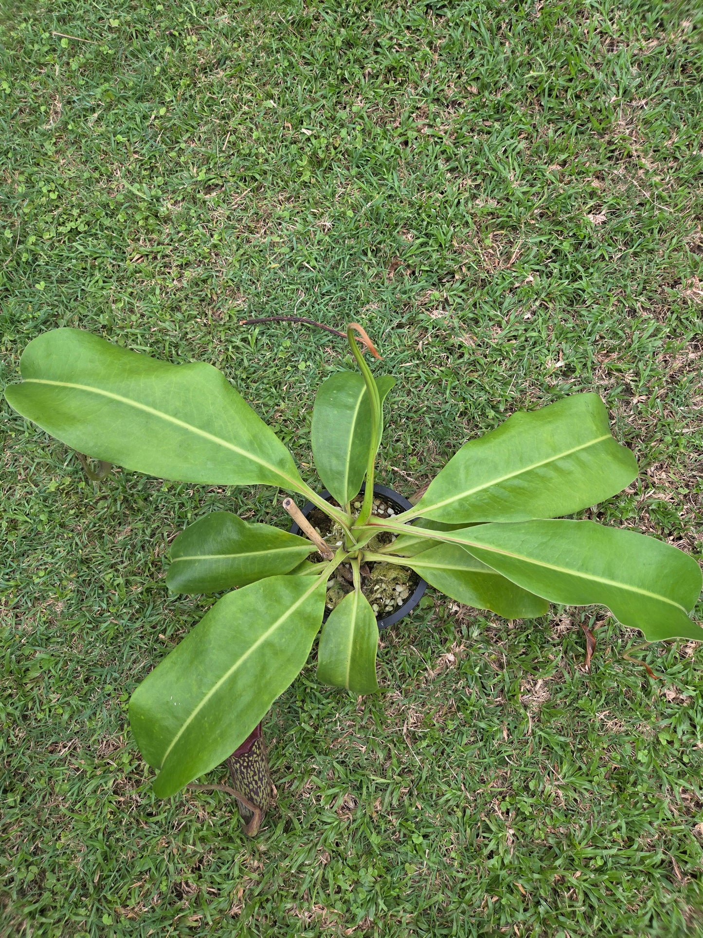 Nepenthes maxima 'dark'x (glandulifera x boschiana)