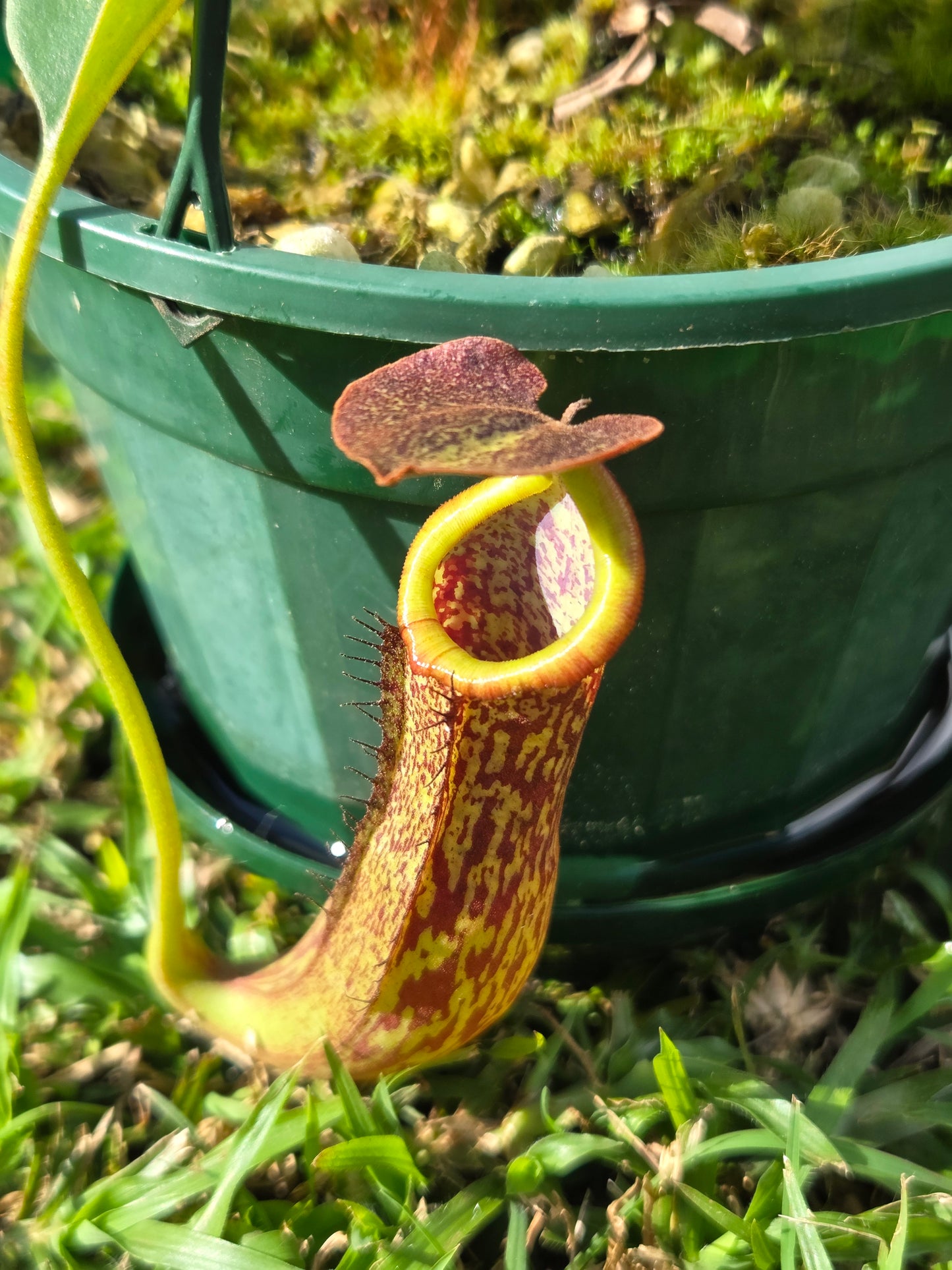 Nepenthes (glandulifera x boschiana) x LVB