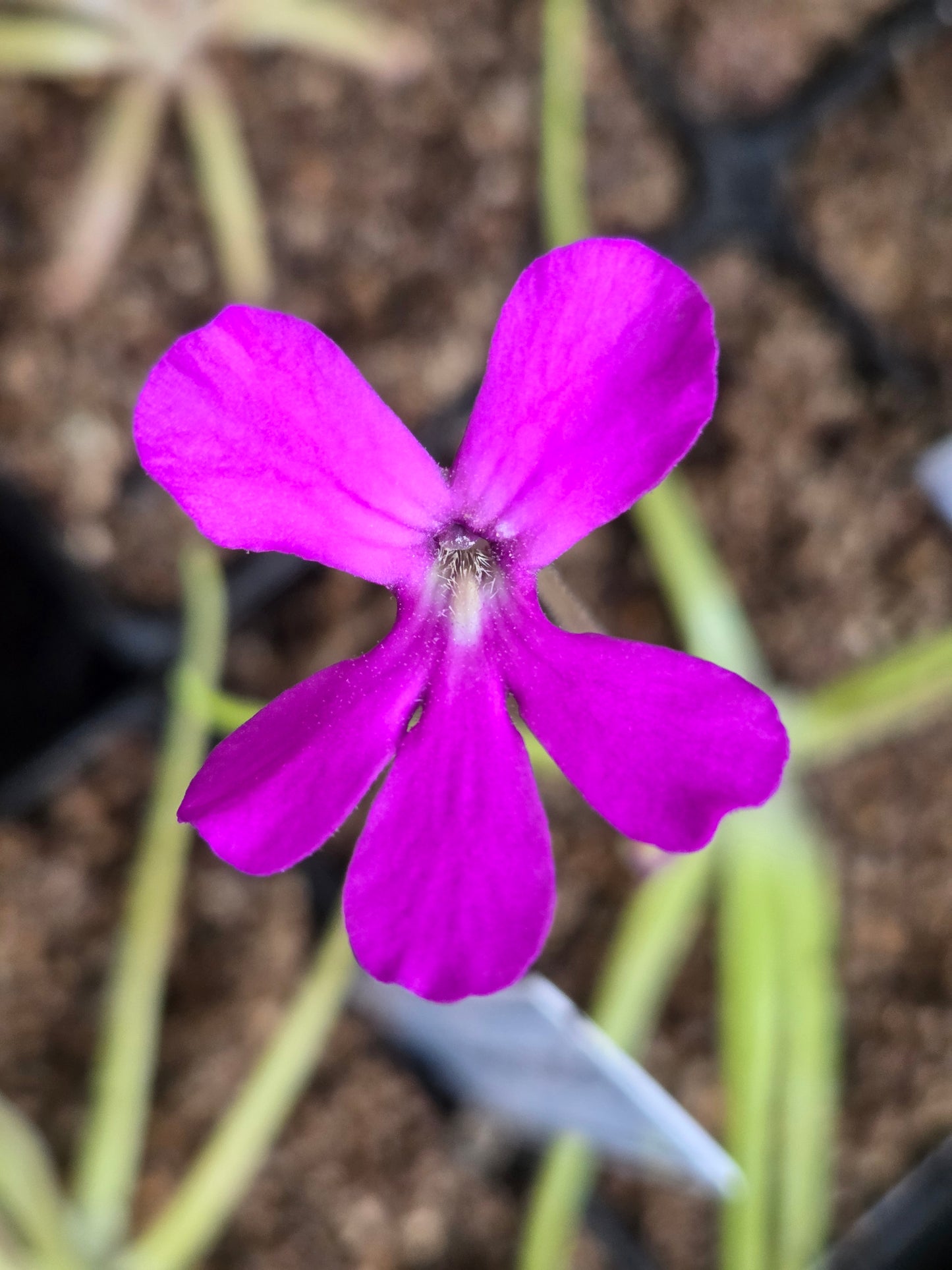 Pinguicula gypsicola x moctezumae (Medium)