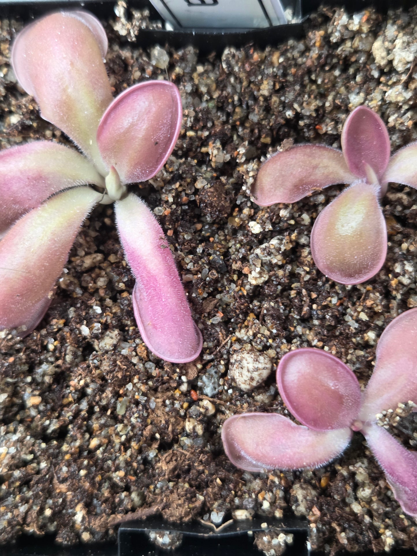 Pinguicula hemiepiphytica (Small)