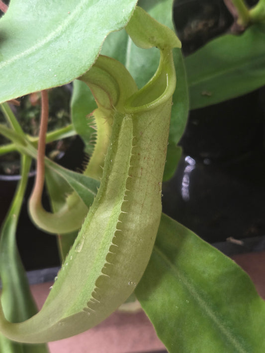 Nepenthes maxima (Green variant)
