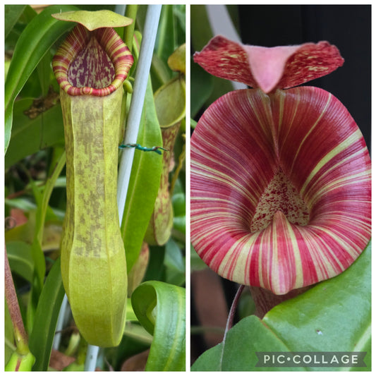 Nepenthes (spathulata x thorelii) x {[(lowii x veitchii) x boschiana] x [(veitchii x maxima) x veitchii] x platychila}