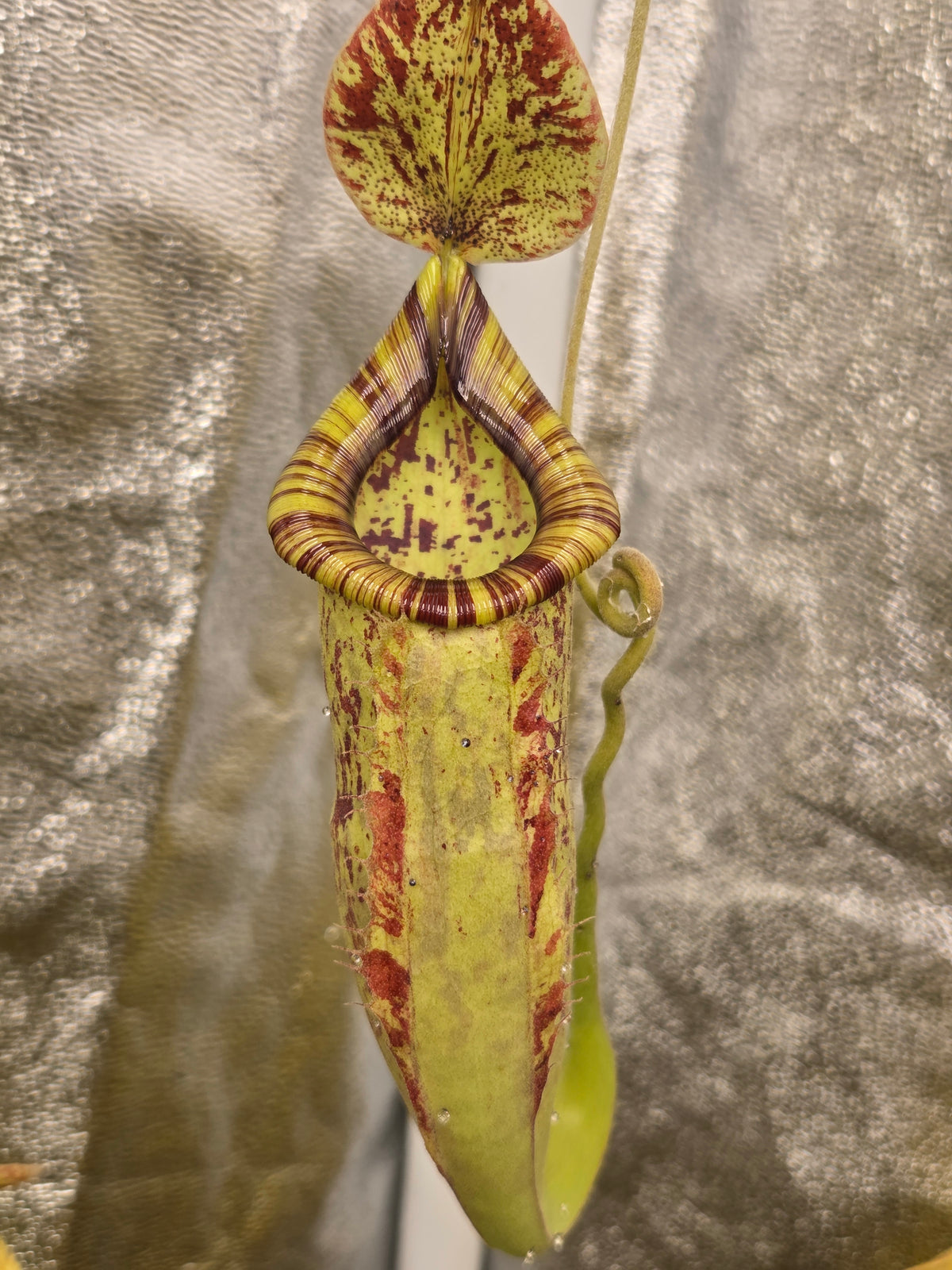 Nepenthes x Wrigleyana