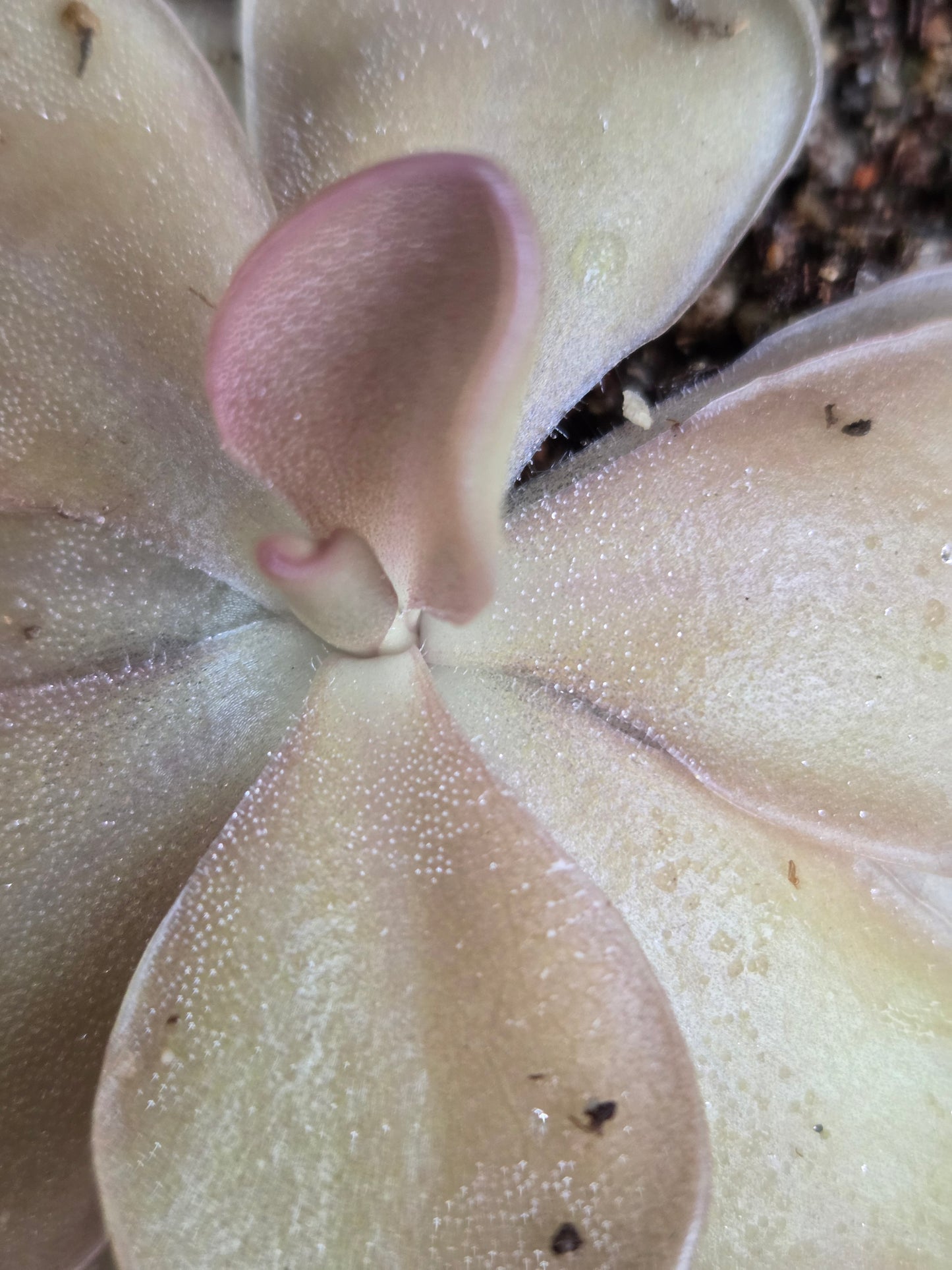 Pinguicula 'Pirouette' (Medium)