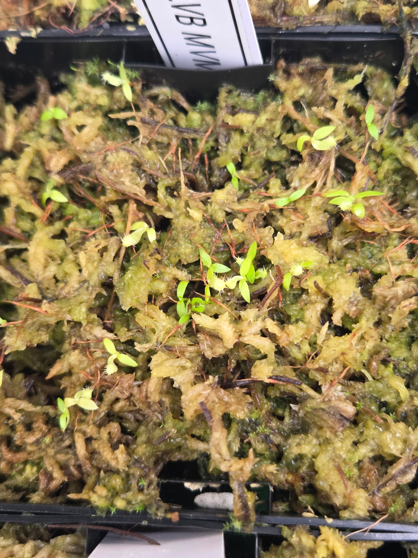 Nepenthes (spathulata x thorelii) x {[(lowii x veitchii) x boschiana] x [(veitchii x maxima) x veitchii] x platychila}