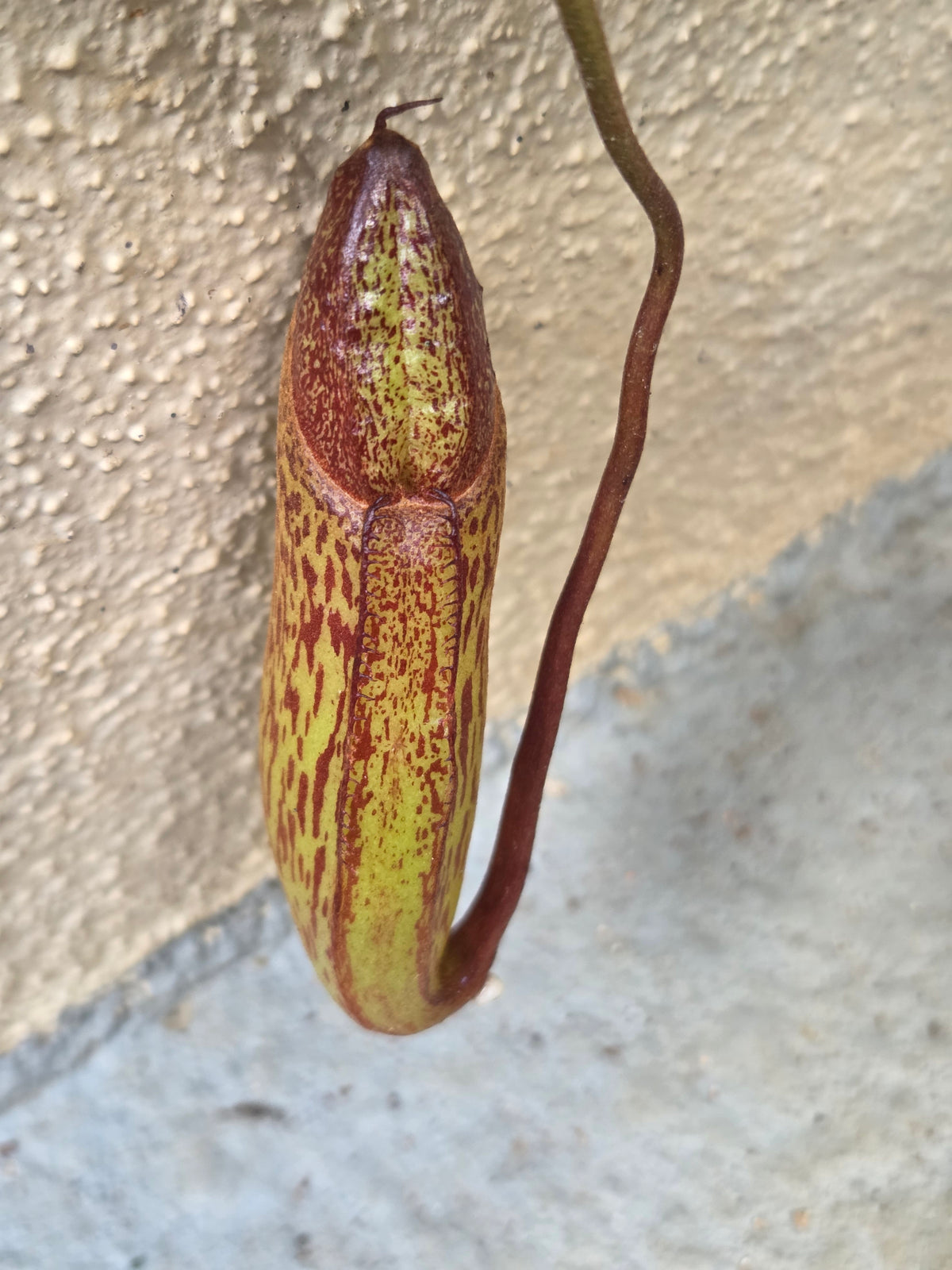 Nepenthes 'Gothica'