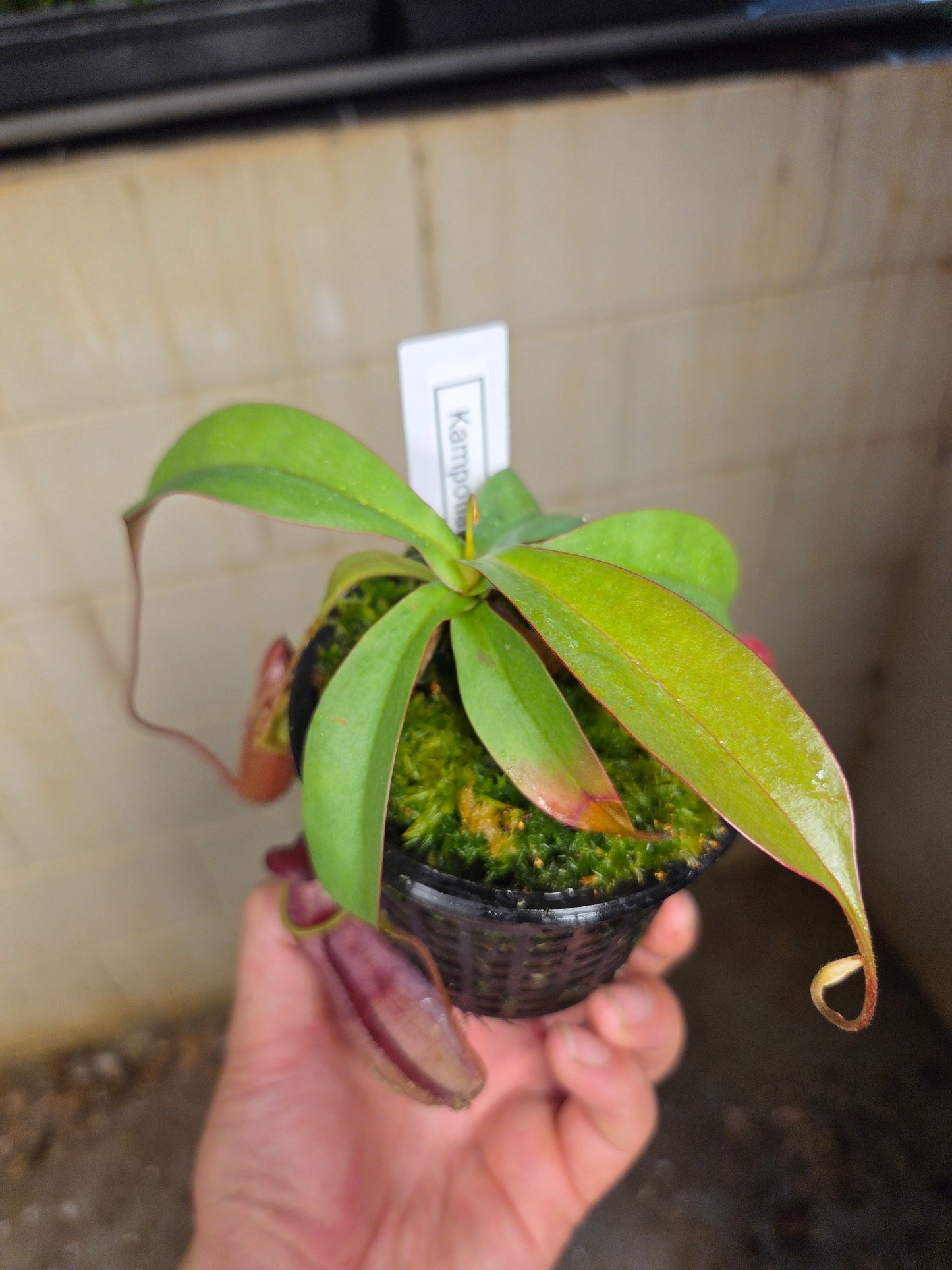Nepenthes kampotiana