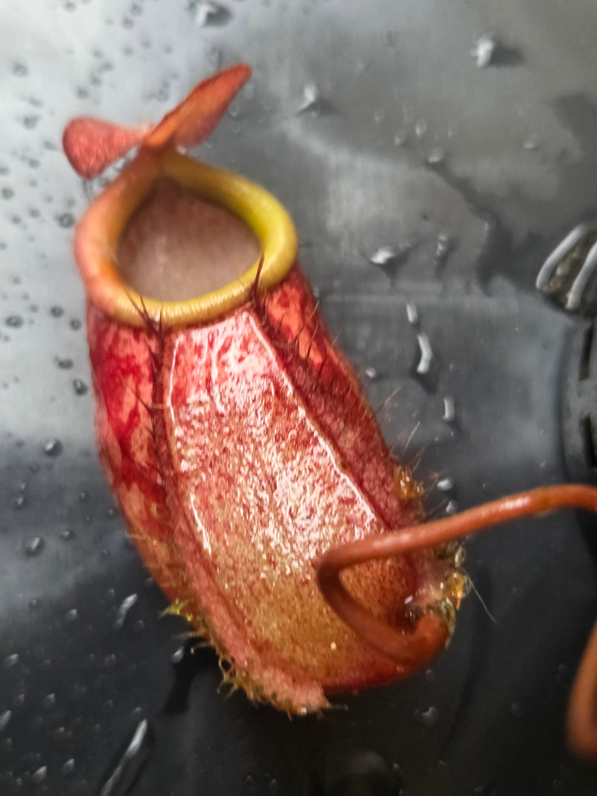 Nepenthes bellii