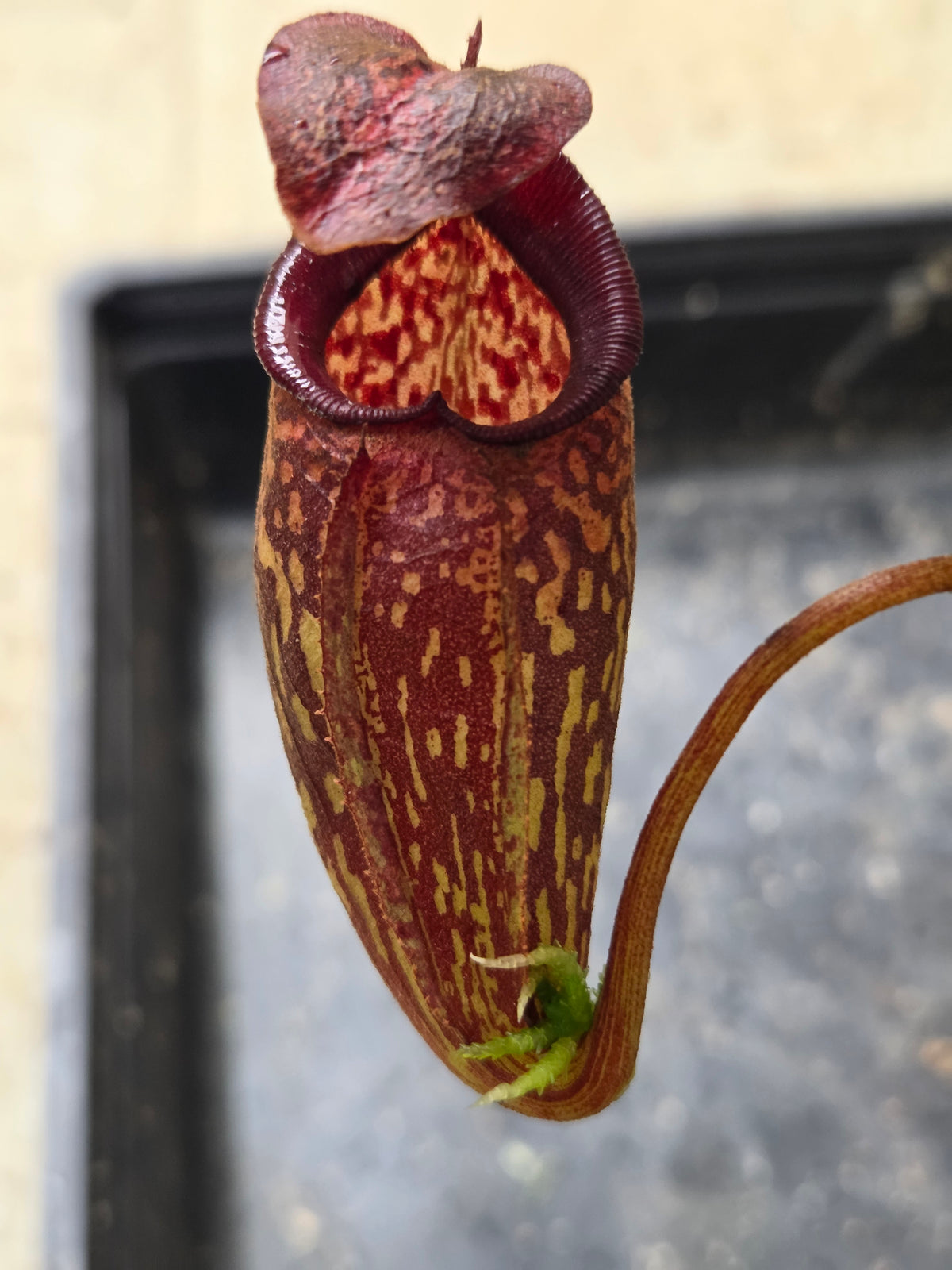 Nepenthes 'Lady Pauline'