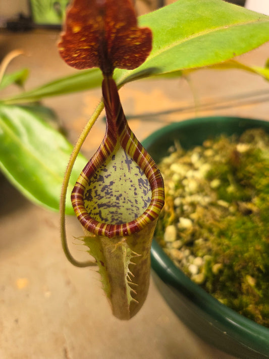 Nepenthes [(maxima x mixta) x veitchii] x fusca