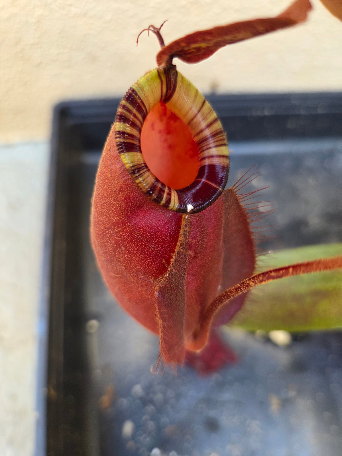 Nepenthes (viking x rafflesiana) x ampullaria (Medium)