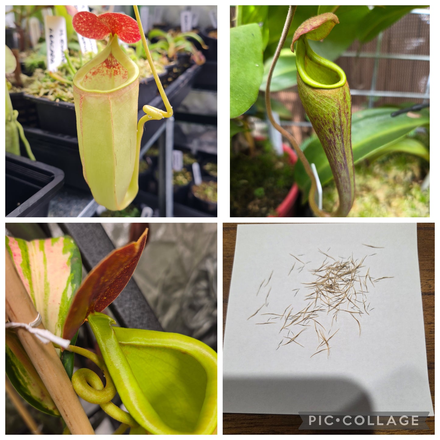 Nepenthes (bicalcarata x mira) x {[(thorelii x densiflora) x x Tiveyi] x x Sabre}