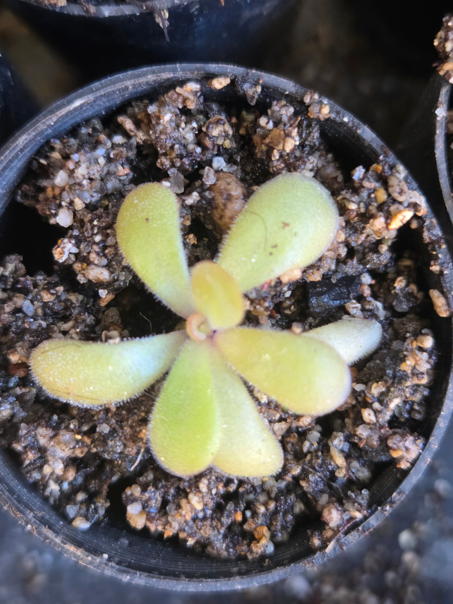 Pinguicula agnata x potosiensis (Small)