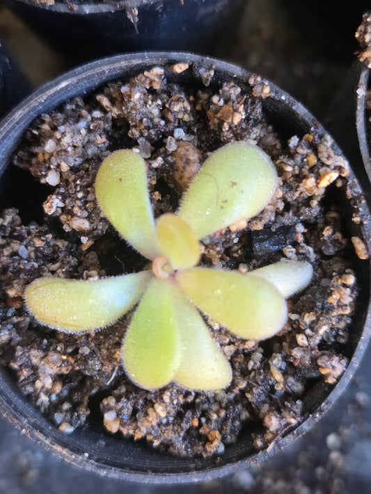 Pinguicula agnata x potosiensis (Small)