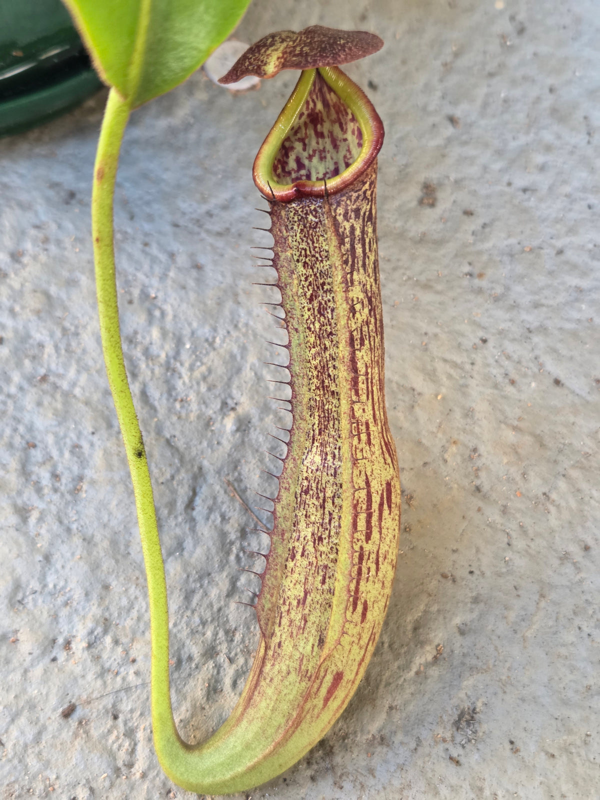Nepenthes (glandulifera x boschiana) x LVB