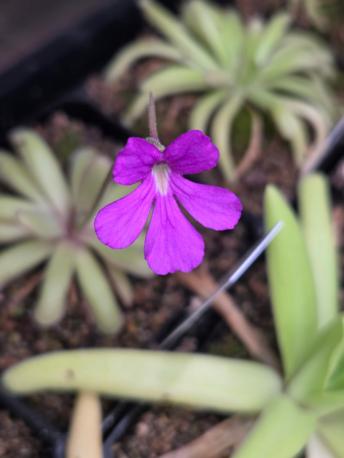 Pinguicula 'Anna' (Small)