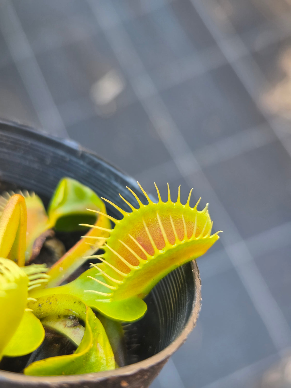 Dionaea muscipula "Typical"