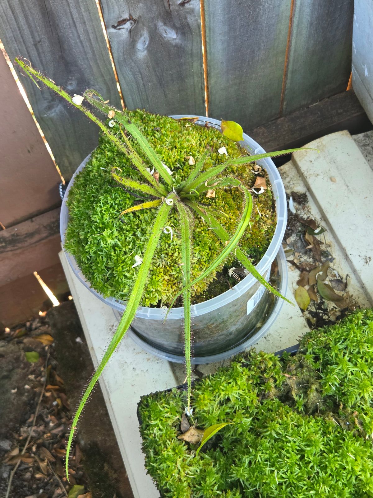 Drosera regia (3 growth points)