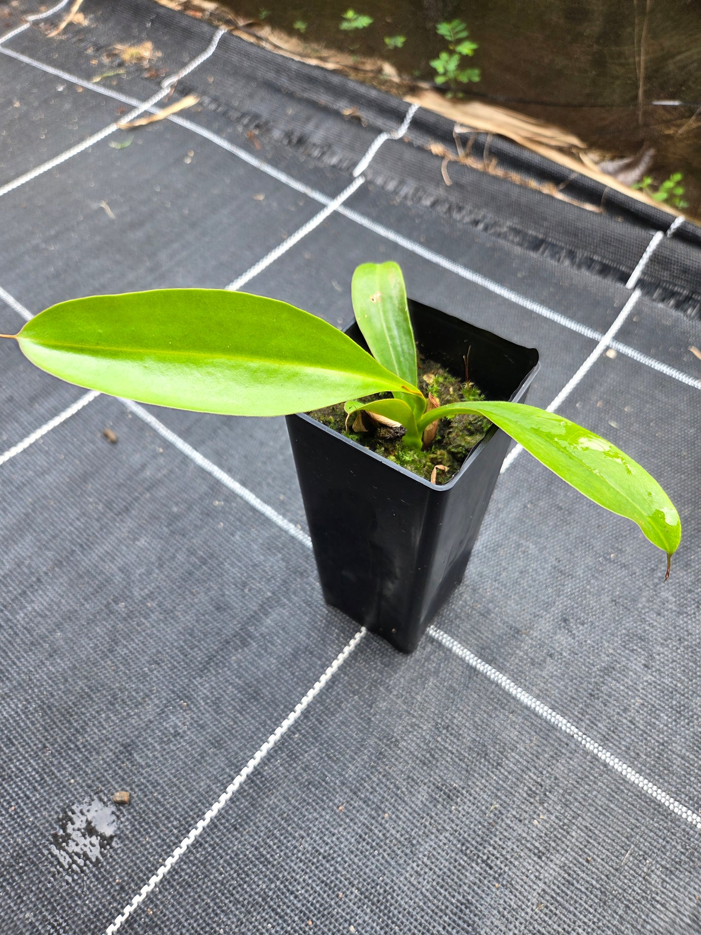 Nepenthes maxima x alata