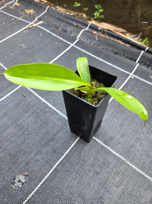 Nepenthes maxima x alata