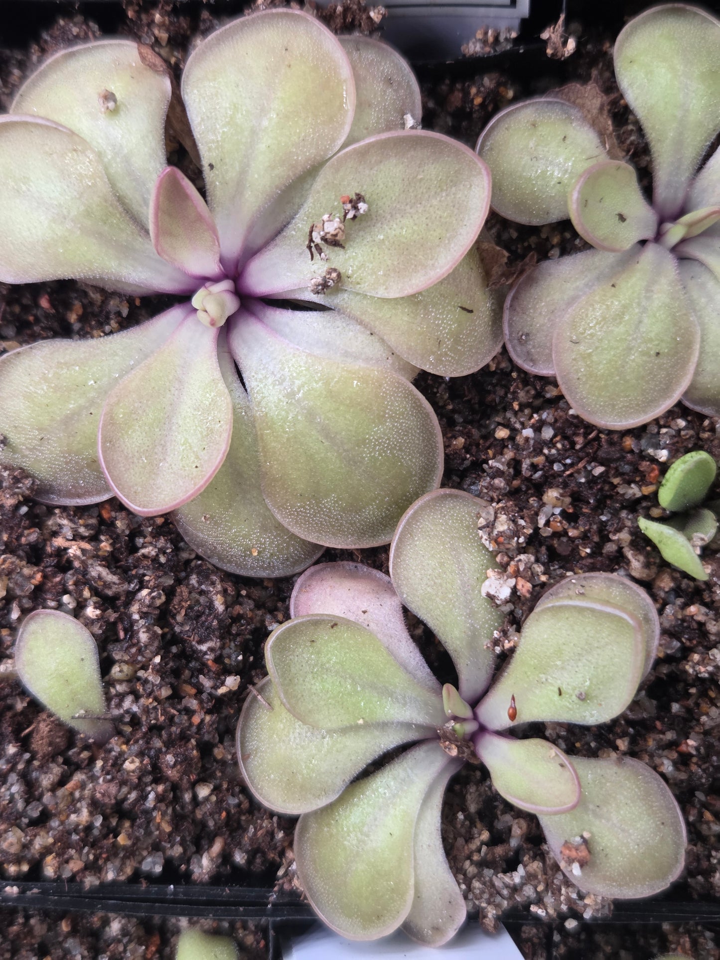 Pinguicula rectifolia (Medium)