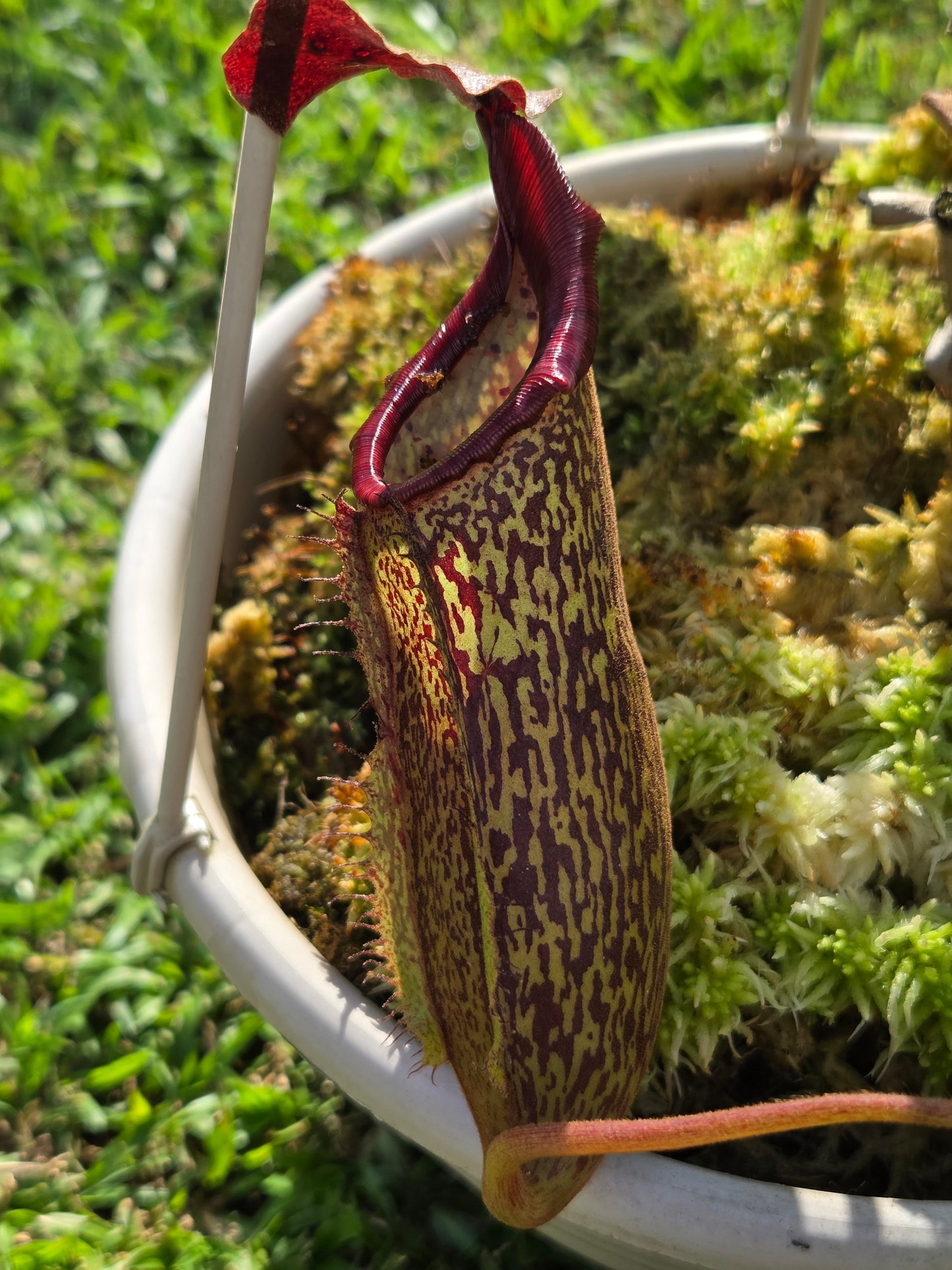 Nepenthes (boschiana x zakriana) x (maxima 'dark' x talangensis)
