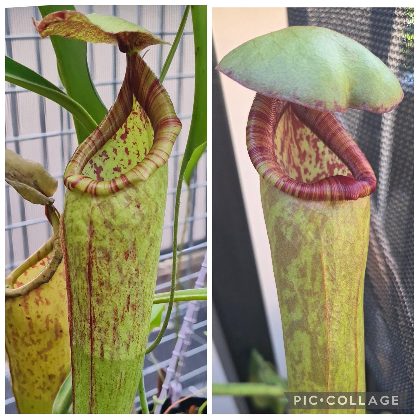 Nepenthes (mixta x maxima) x bokorensis