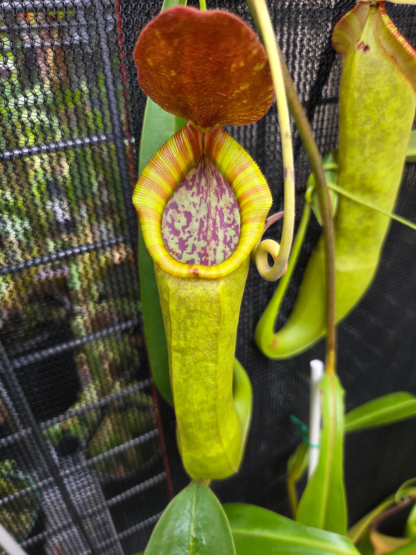 Nepenthes NOID - Female