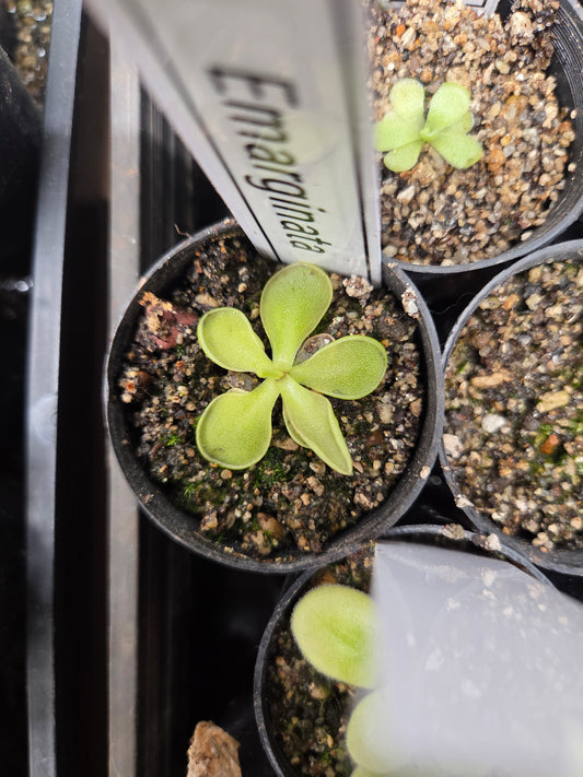Pinguicula emarginata
