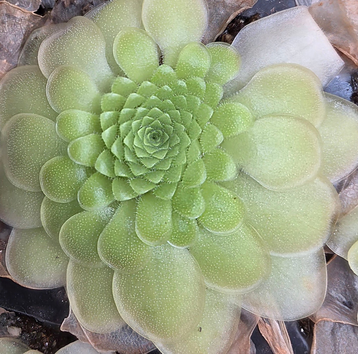 Pinguicula potosiensis